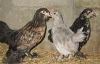 jonge ukkelse baardkrielen, Meerdere dieren, Kip
