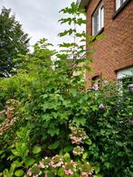 Gewone esdoorn boom, Ophalen, Winter, Overige soorten, 250 tot 400 cm