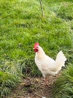 3 witte jonge hanen, Dieren en Toebehoren, Pluimvee, Mannelijk, Kip