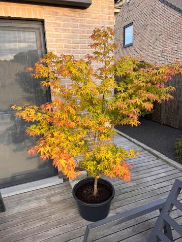 Acer Palmatum “Osakazuki” beschikbaar voor biedingen