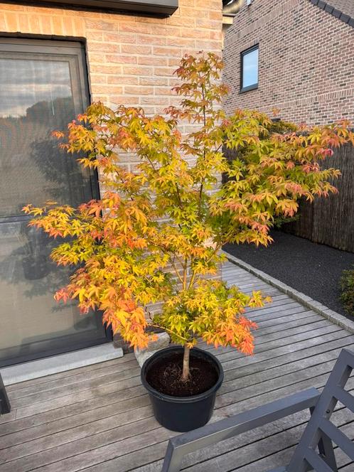 Acer Palmatum “Osakazuki”, Tuin en Terras, Planten | Bomen, Overige soorten, 100 tot 250 cm, Volle zon, Lente, In pot, Ophalen