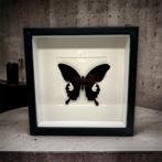 Papilio Helenus - vrai papillon dans le cadre, Collections, Collections Animaux, Insecte, Animal empaillé, Enlèvement ou Envoi