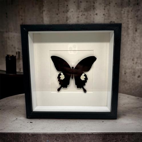 Papilio Helenus - vrai papillon dans le cadre, Collections, Collections Animaux, Neuf, Animal empaillé, Insecte, Enlèvement ou Envoi