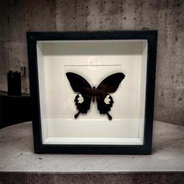 Papilio Helenus - vrai papillon dans le cadre