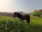 Jaarling zwart veulen pony rij/menpony
