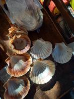 Coquilles St Jacques, Enlèvement ou Envoi, Comme neuf
