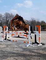 Fokmerrie (springpaard) met heel goede afstamming!!!, Dieren en Toebehoren, Merrie, Springpaard, Gechipt, 11 jaar of ouder