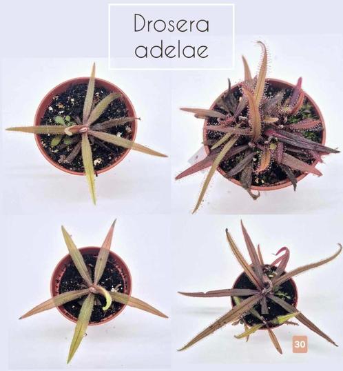 Drosera Adelae – Tropische Vleesetende Plant, Huis en Inrichting, Kamerplanten, Ophalen of Verzenden