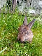 konijnen te koop!, Dieren en Toebehoren, Konijnen, Mannelijk, Middelgroot, 0 tot 2 jaar