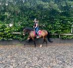 9 jarige merrie scherp geprijsd ivm ruimte tekort, Dieren en Toebehoren, Paarden, Merrie, 160 tot 165 cm, 7 tot 10 jaar