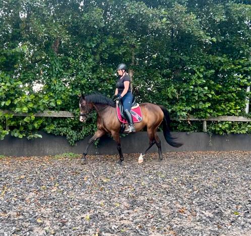 9 jarige merrie scherp geprijsd ivm ruimte tekort, Dieren en Toebehoren, Paarden, Merrie, 160 tot 165 cm, 7 tot 10 jaar