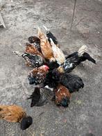Hanen te koop, Dieren en Toebehoren, Pluimvee, Mannelijk, Kip