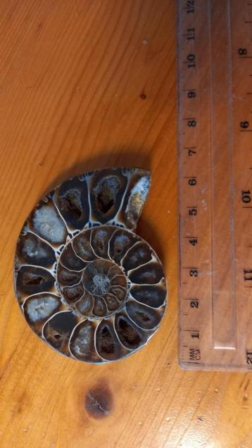 Fossiel: Gepolijste ammoniet, Collections, Minéraux & Fossiles, Enlèvement ou Envoi, Fossile