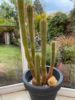 Cactus 5 stuks in pot 1m., Huis en Inrichting, Kamerplanten, Cactus, 100 tot 150 cm, Ophalen