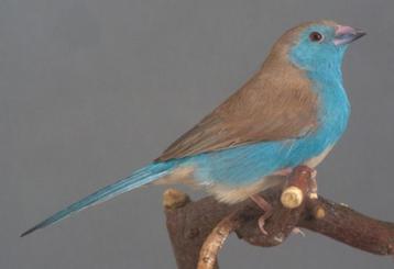 Blauwkop blauwfazantjes, Dieren en Toebehoren, Vogels | Overige Vogels, Mannelijk, Tropenvogel, Geringd