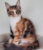 Maine Coon kitten, Poes, Gechipt, 0 tot 2 jaar