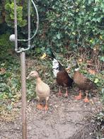 Loopeenden, Dieren en Toebehoren, Pluimvee