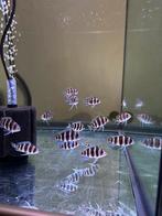 Cichlide, Poisson d'eau douce