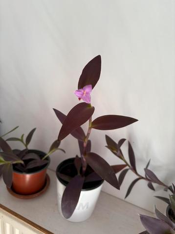 Tradescantia Pallida / Purple Queen beschikbaar voor biedingen