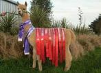 Te koop mannelijke alpaca uit Nieuw-Zeeland, Dieren en Toebehoren, Overige Dieren, Juni, Mannelijk