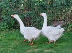 Onverwant koppel witte sebastopol krulveer ganzen, Dieren en Toebehoren, Pluimvee