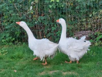 Onverwant koppel witte sebastopol krulveer ganzen  beschikbaar voor biedingen