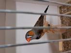 Timor zebravinken, Dieren en Toebehoren, Geringd