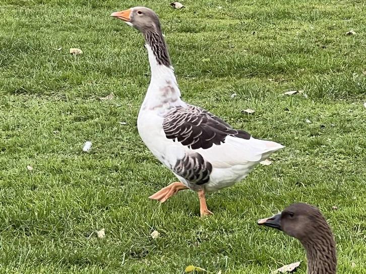 vlaamse gans @ paradijshof, Dieren en Toebehoren, Pluimvee, Gans of Zwaan, Vrouwelijk