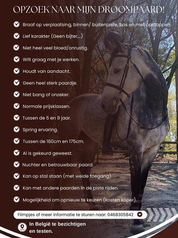 Paard gezocht! beschikbaar voor biedingen