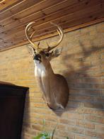 Tête de cerf, Enlèvement, Comme neuf