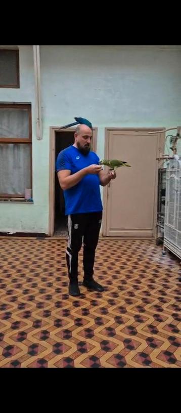 Blauw voorhoofd amazone papegaai beschikbaar voor biedingen