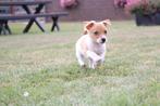 Knappe Jack Russell pups, Dieren en Toebehoren, Honden | Jack Russells en Terriërs, België, 8 tot 15 weken, CDV (hondenziekte)