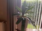 Clivia miniatta, Huis en Inrichting, Kamerplanten, Ophalen