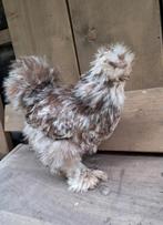 Usa zijdehoen motteld toom, Dieren en Toebehoren, Pluimvee, Mannelijk, Kip