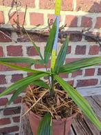 mooie winterharde palmboom trachycarpus fortunei, Tuin en Terras, Planten | Tuinplanten, Vaste plant, Ophalen