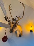 Enorme opgezette kariboe rendier eland Taxidermie, Ophalen, Zo goed als nieuw