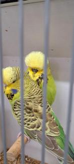 Engelse grasparkieten