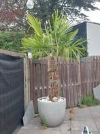 Palmboom, Tuin en Terras, Planten | Bomen, Ophalen, Palmboom