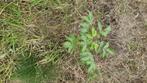 Scheuten walnoten en hazelaars 9220 Hamme, Tuin en Terras, Ophalen