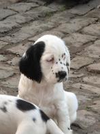 Engelse Cocker Spaniël pups, Plusieurs, Éleveur | Loisir, Parvovirose, Belgique