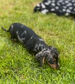 Chiots teckel nains/canins à poil court, élevés à la maison, Animaux & Accessoires, Parvovirose, Plusieurs, Belgique, 8 à 15 semaines