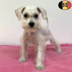 Witte Schnoodle (Schnauzer x Poedel) pups te koop (Belgisch), Dieren en Toebehoren, Honden | Chihuahua's en Gezelschapshonden