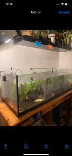 Aquarium, Dieren en Toebehoren