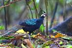 Palawan Pauwfazant Witkop, Dieren en Toebehoren, Vogels | Overige Vogels, Meerdere dieren, Tropenvogel, Geringd