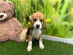 Beagle pups - kleur Tricolor, Dieren en Toebehoren, CDV (hondenziekte), Meerdere, 8 tot 15 weken, Meerdere dieren