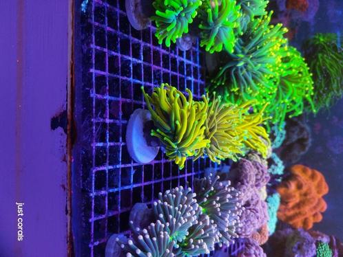 Euphyllia koraal, Animaux & Accessoires, Poissons | Aquariums & Accessoires, Enlèvement