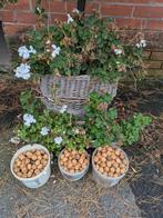 te koop, Tuin en Terras, Ophalen