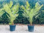🏝️️Chamaerops humilis Tuft Shape —Mediterranean_Delivery 🚛, Ophalen of Verzenden