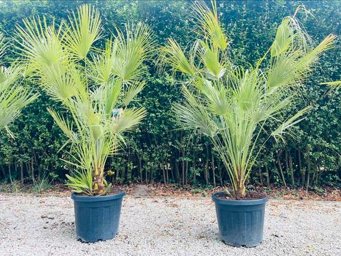🏝️️Chamaerops humilis Tuft Shape —Mediterranean_Delivery 🚛, Tuin en Terras, Planten | Bomen, Ophalen of Verzenden