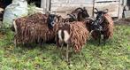 Te koop 5 vrouwelijke Soay-schapen